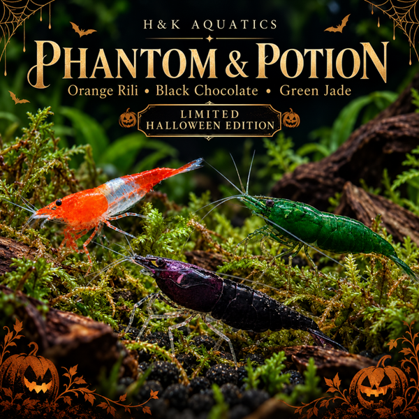 🕸️ Phantom & Potion — Limited-Edition Halloween Mix