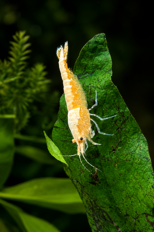 Yellow Gold Back Shrimp