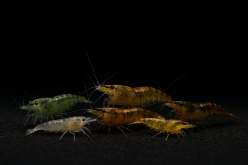 Full shrimp, low grade shrimp, wild type Neocaridina, H&K Aquatics, low grades for sale 