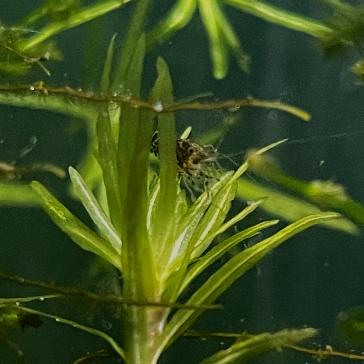 Wild-Revert Neocaridina