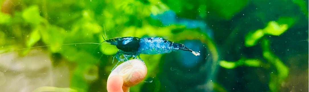 Carbon Blue Rili in Freshwater planted tank