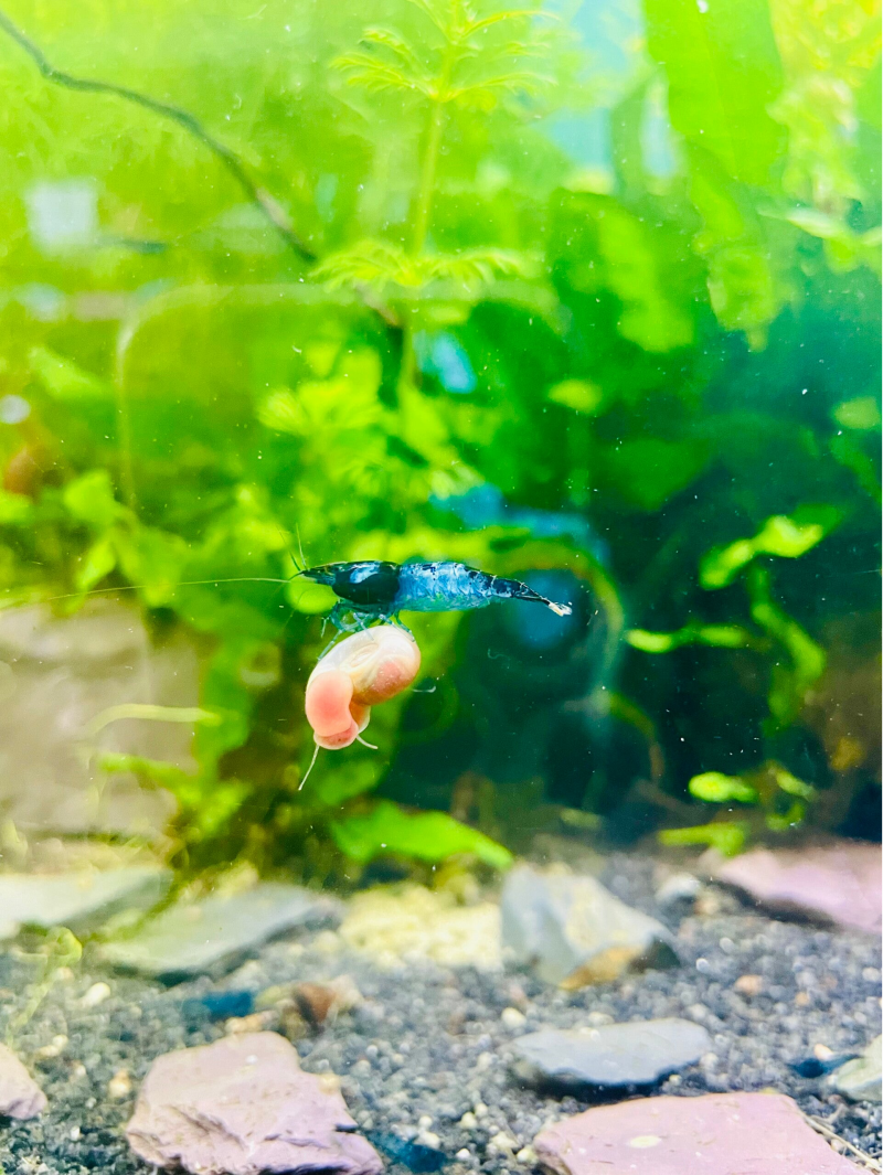 Blue Carbon Rili Shrimp in a planted freshwater aquarium – H&K Aquatics.