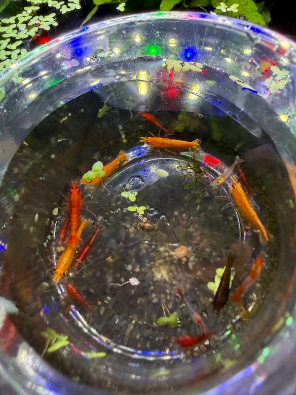 🎲 Random Catch Shrimp Pot – 10 Mixed Shrimp