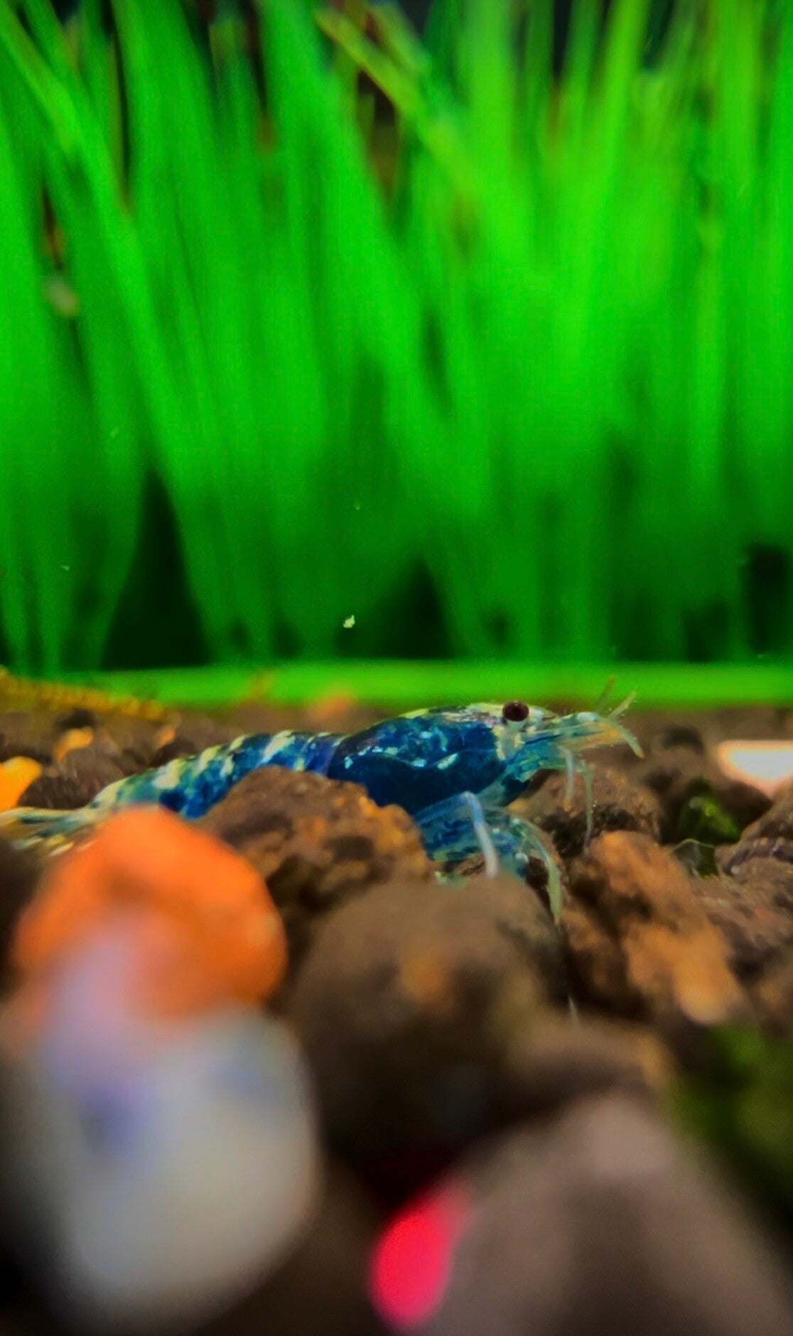 Blue Taitibee (Galaxy x Blue Bolt Cross)