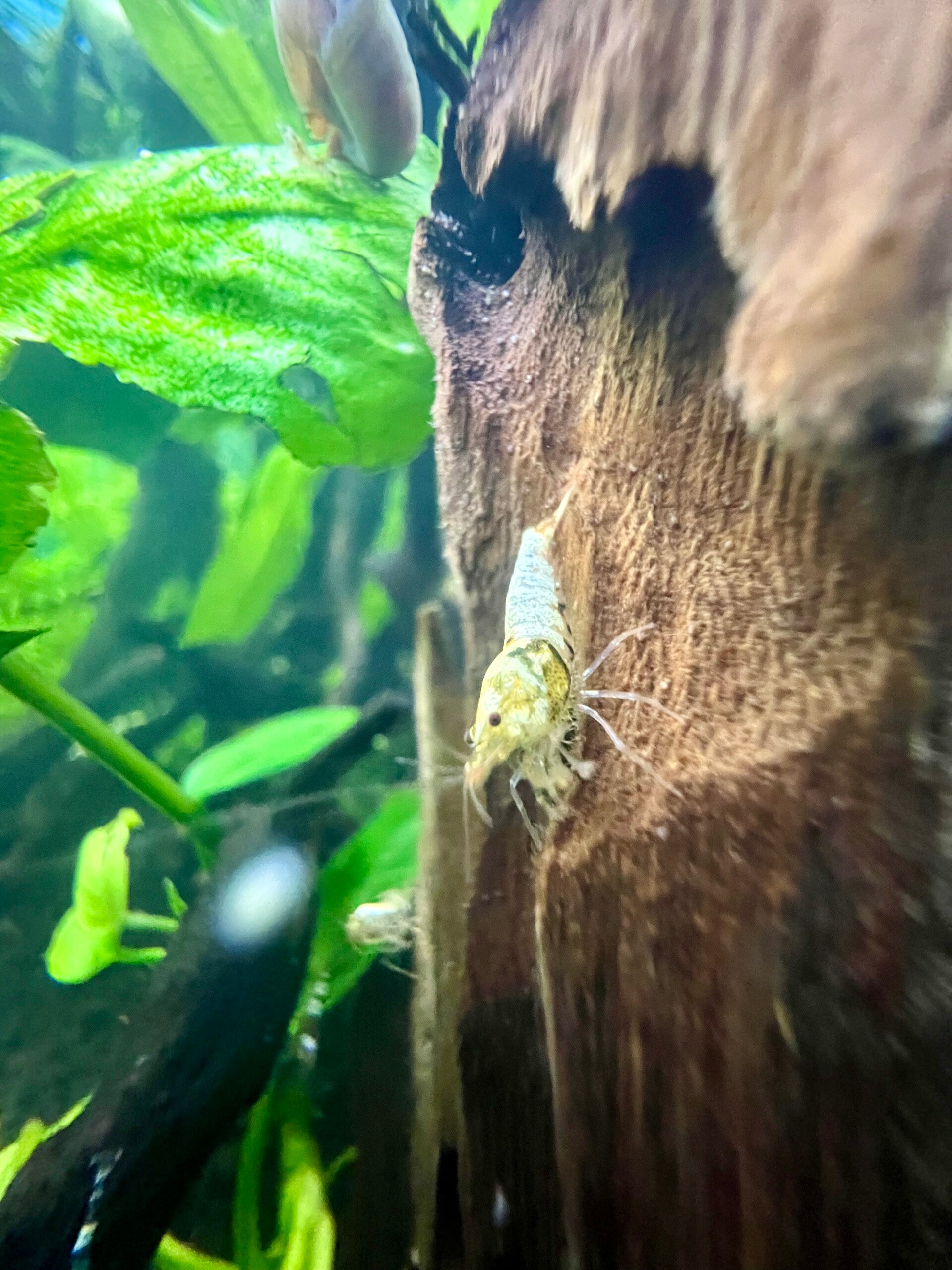 Low Grades - High Fades 🦐 Caridina