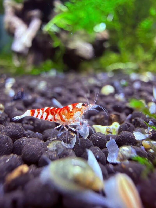 🥇 Award-Winning Red Fancy Tigers