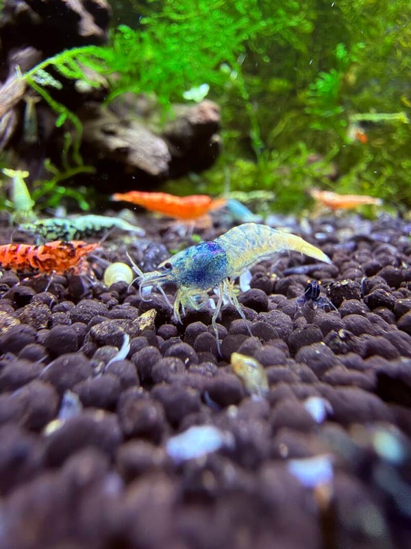 Blue Steel