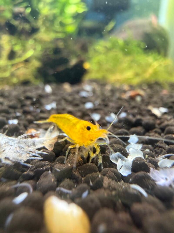 Yellow King Kong