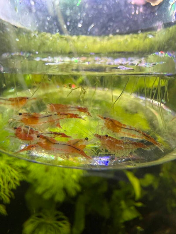 Shades of Orange Rili 10