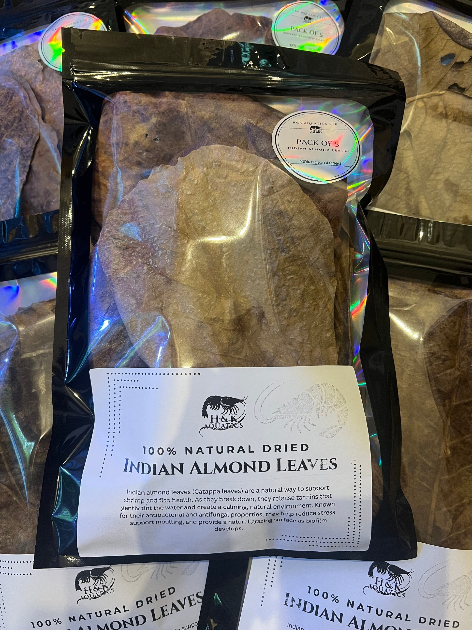 Indian Almond Leaves (Catappa) – Pack of 5 Large Leaves