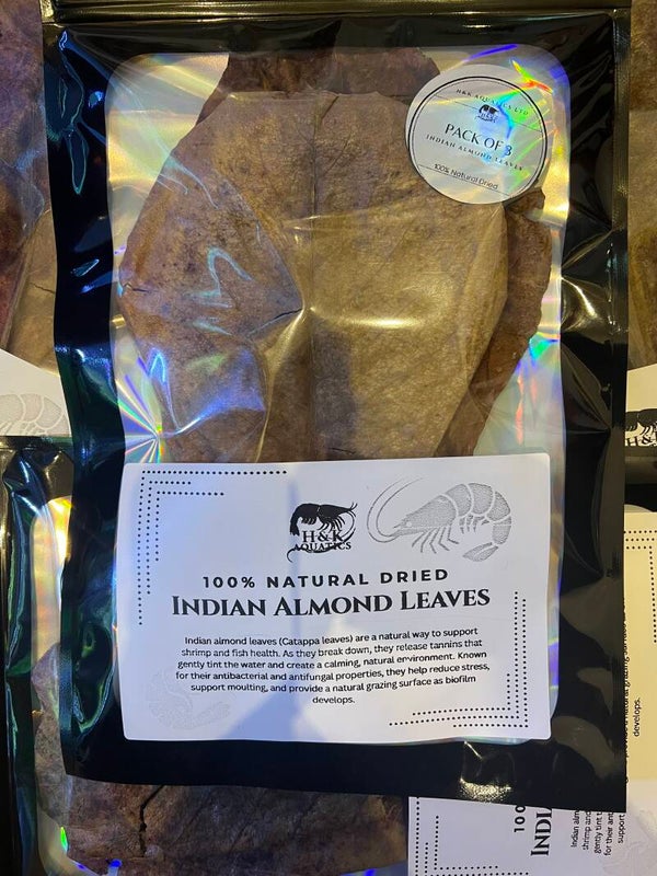 Indian Almond Leaves (Catappa) – Pack of 3 Large Leaves
