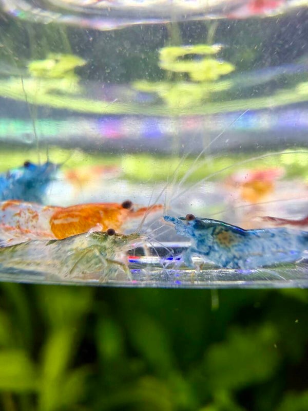 LOT 1 — Rili Rainbow Mix 🌈