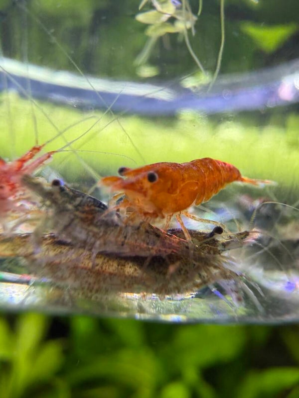 LOT 2 — The Crazy Mix 🤪🦐
