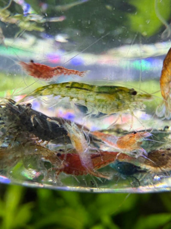 LOT 3 — Big Colour Expression Mix 🌈🦐