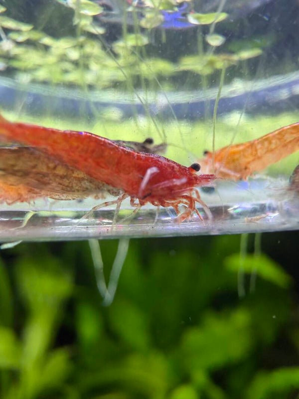 LOT 4 — 6+ Mixed Shrimp Bundle 🦐