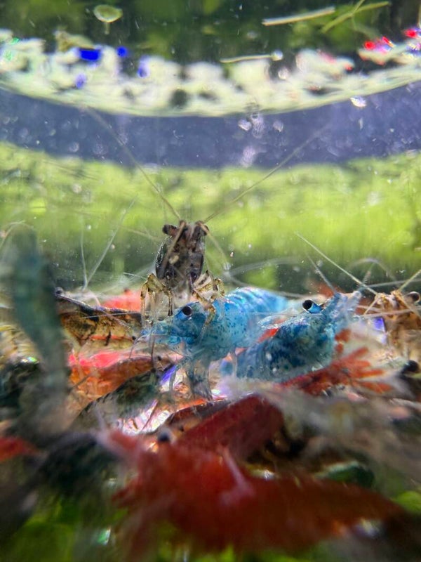 LOT 5 — The MEGA Mixed Colony 🌈🦐
