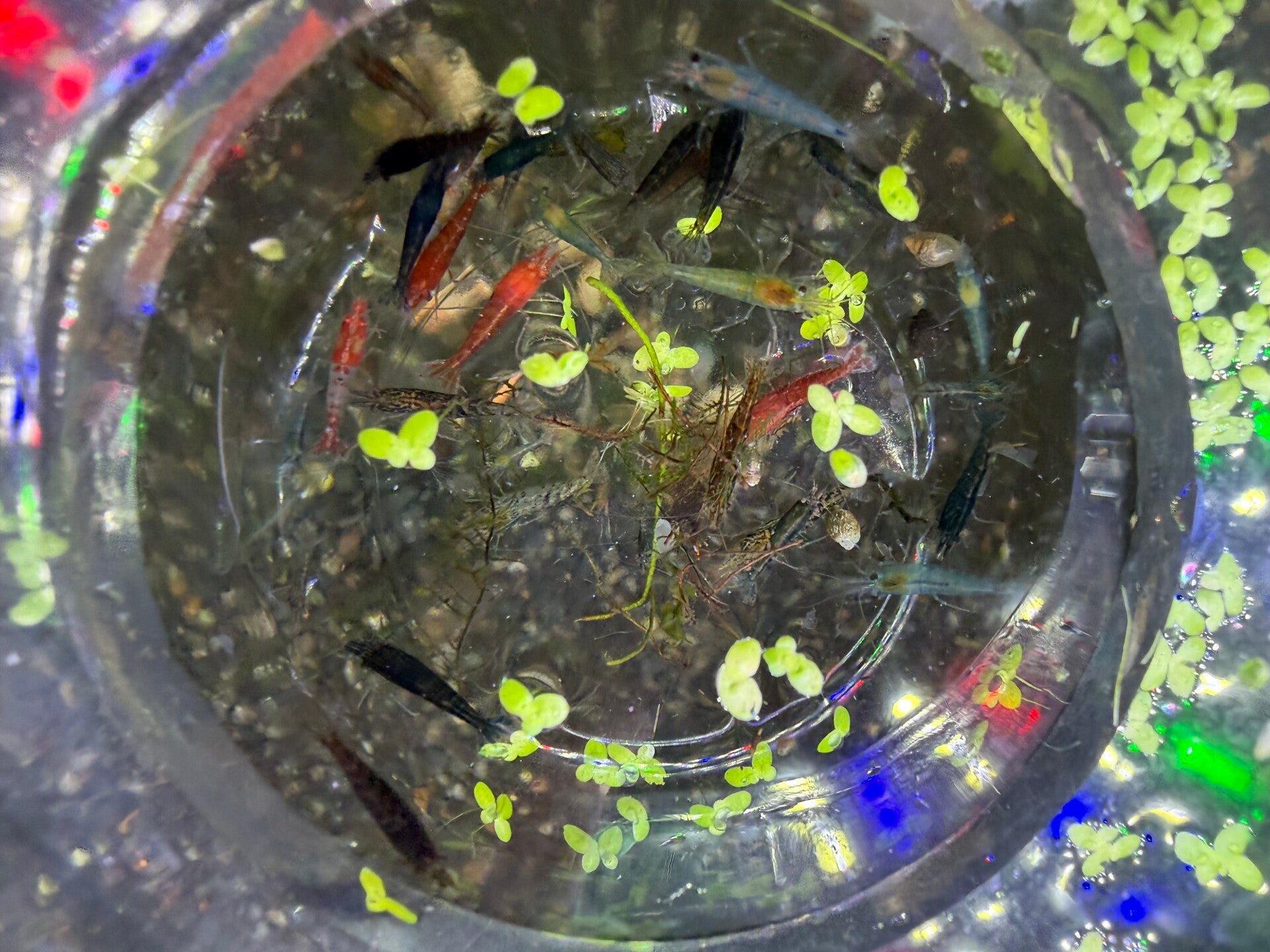 🦐 POT OF JOY #1 — £14.99 🦐
