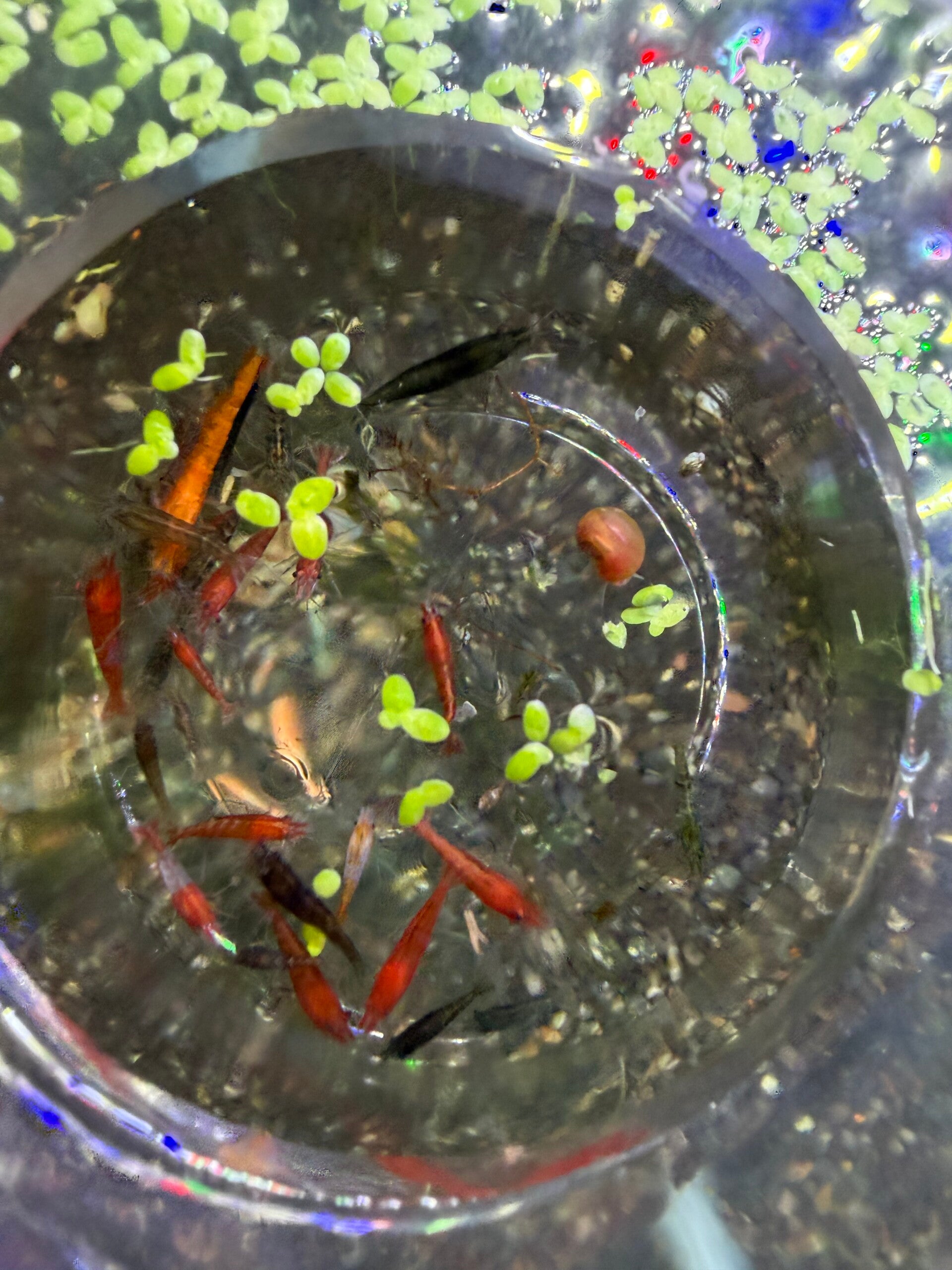 🦐 POT OF JOY #2 — £19.99 🦐