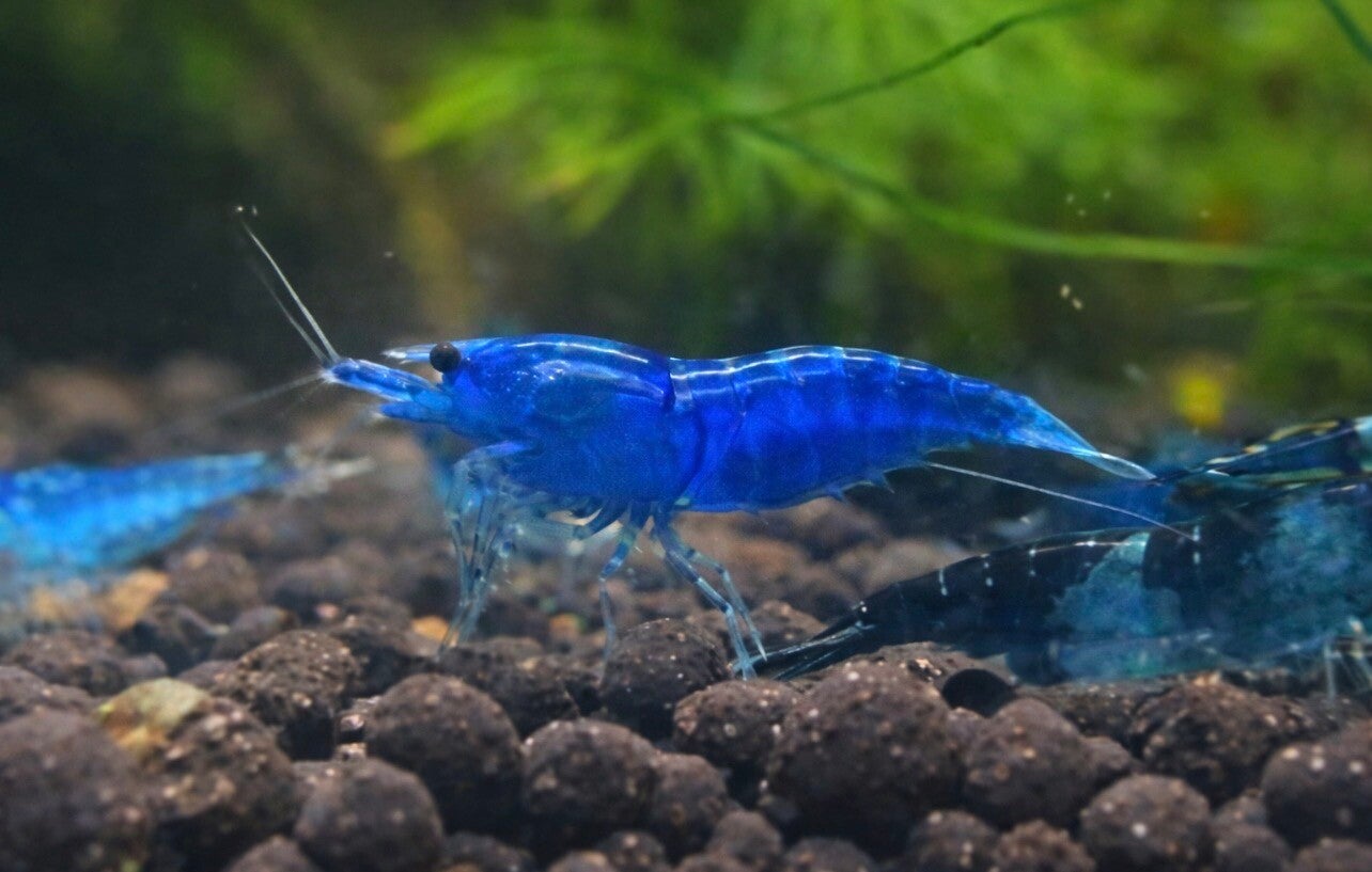Blue Velvet