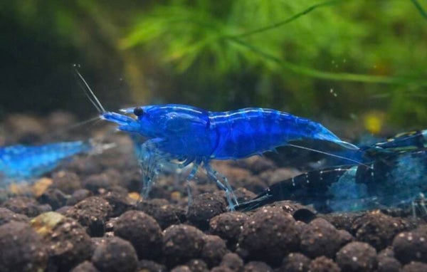 Blue Velvet