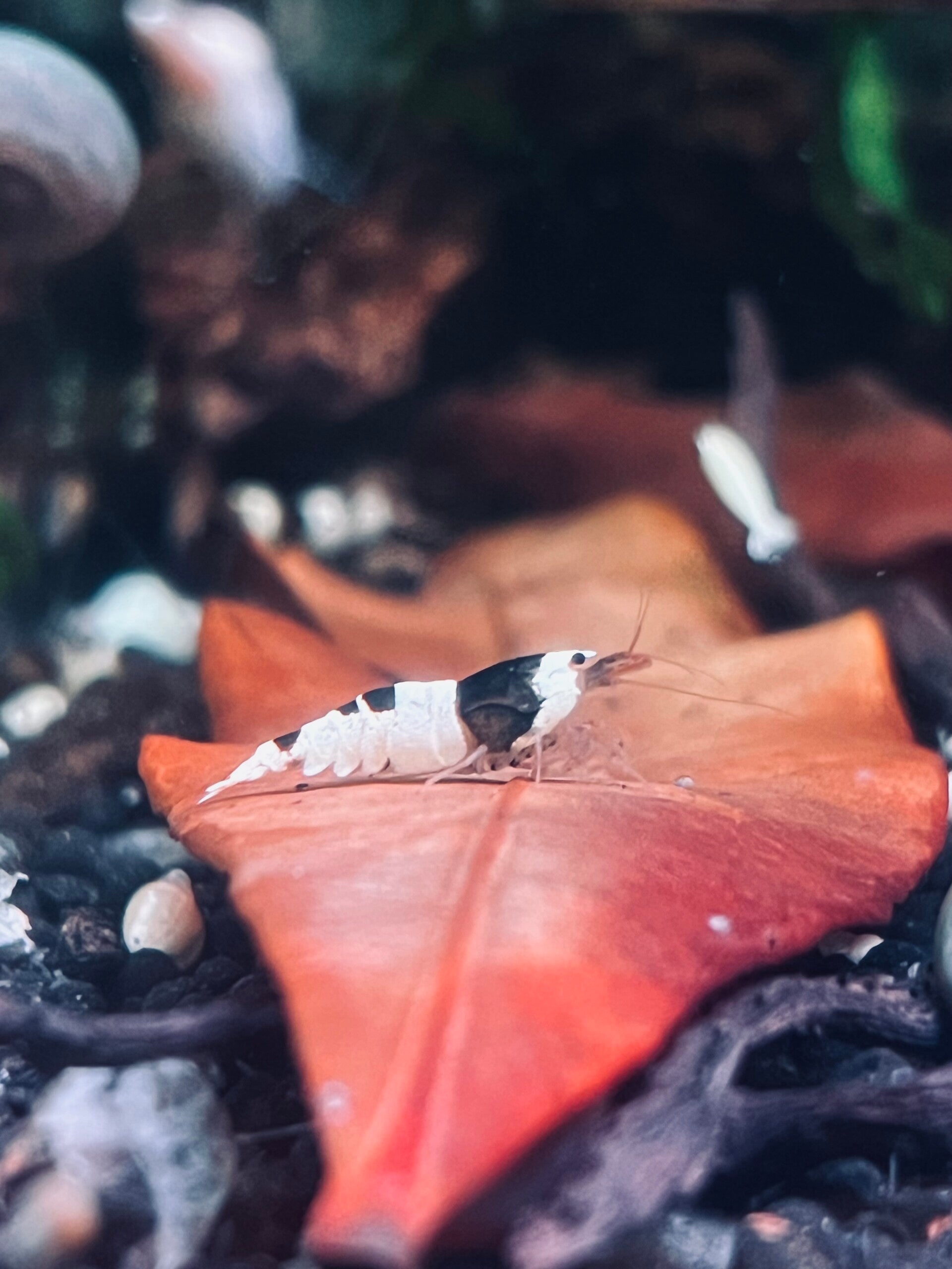 Crystal Black Caridina