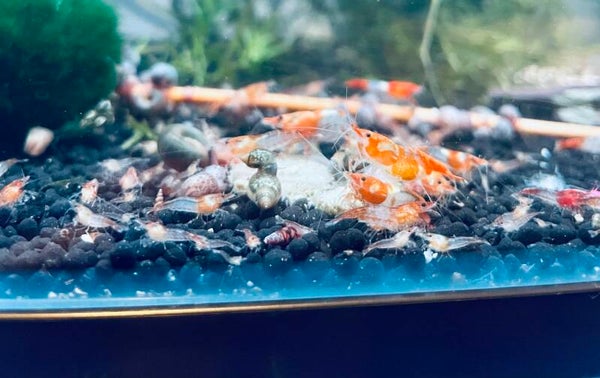 Orange Rili Shrimp