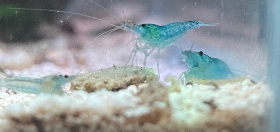 Pearl Blue shrimp in freshwater aquarium