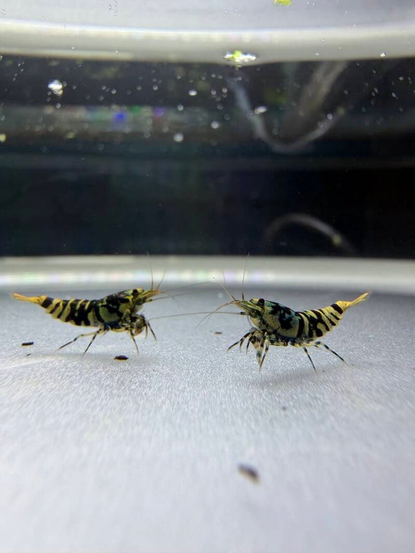 Galaxy Tiger - Hornet Genetics