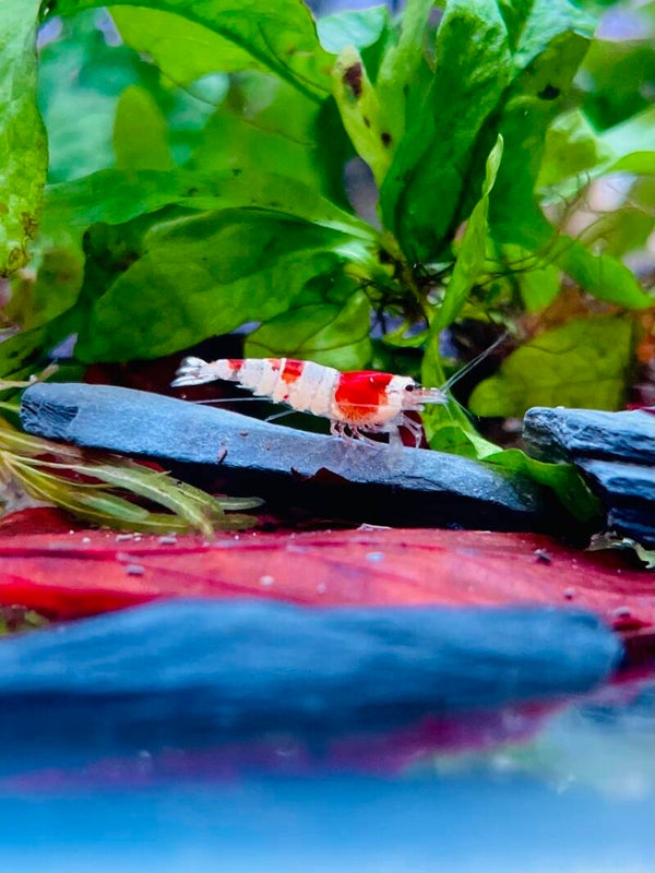 Crystal Red Caridina