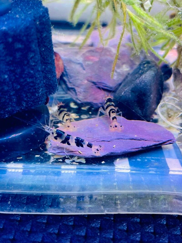 Raccoon Tiger Caridina