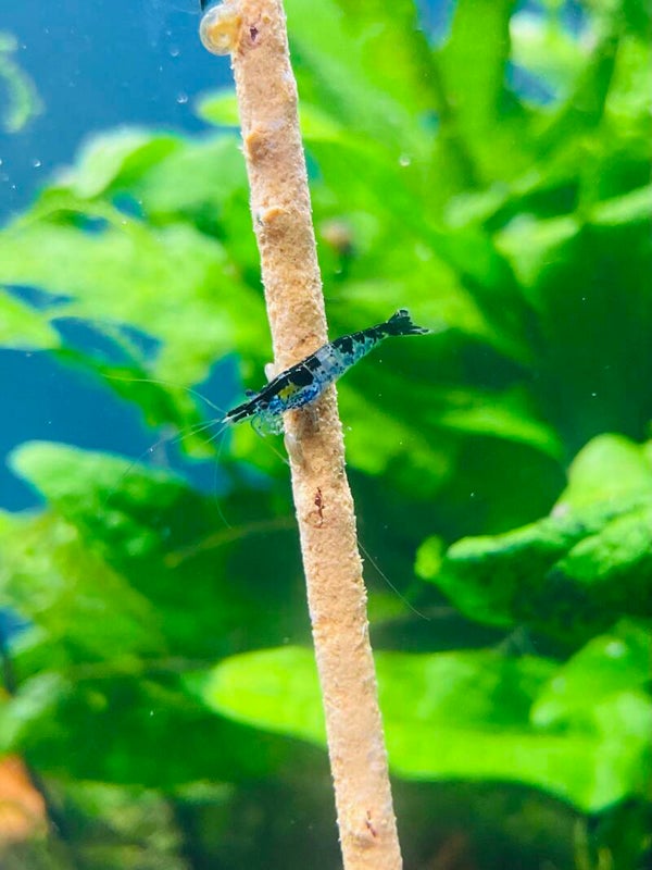 Blue Carbon Rili Shrimp