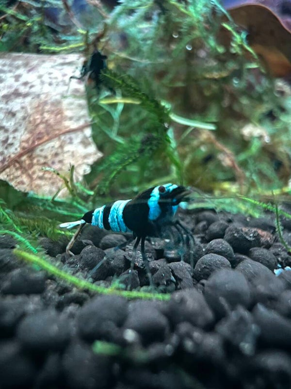 Taiwan Shadow Bee Panda