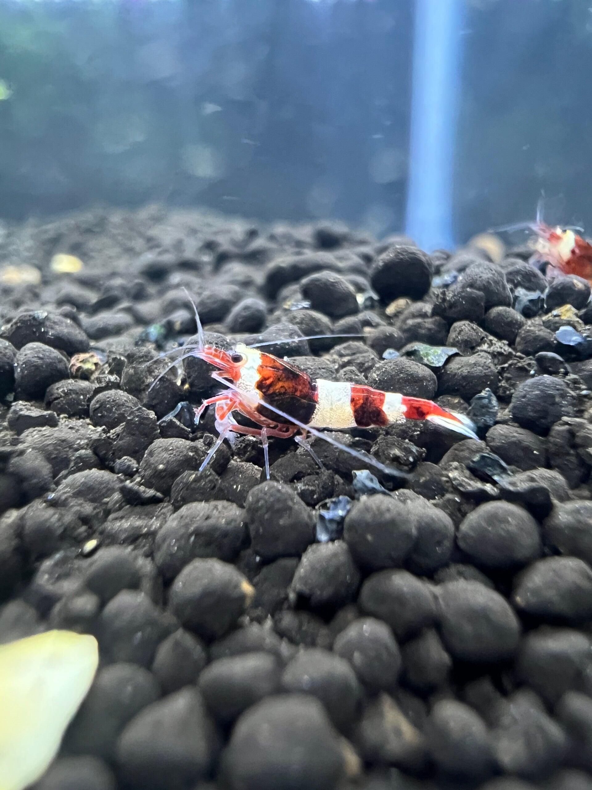 Taiwan Bee Panda (Red)