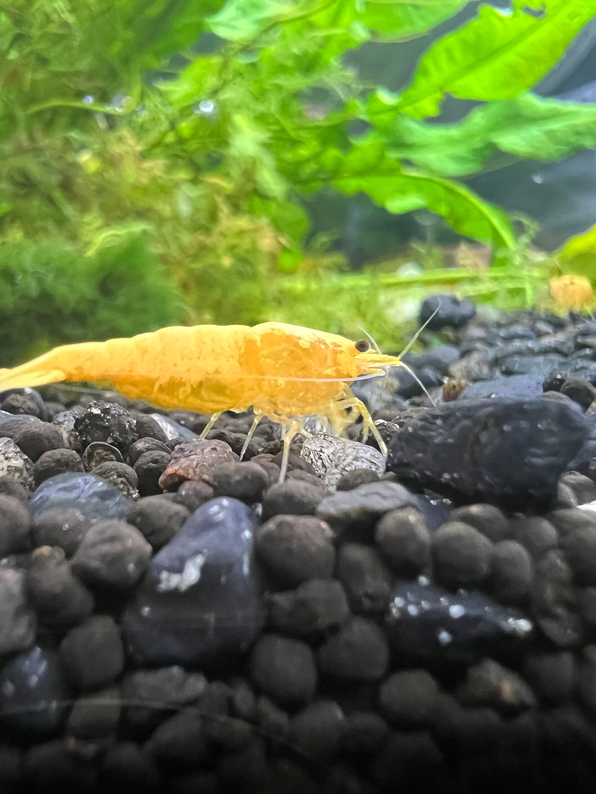 Golden Dream Neocaridina