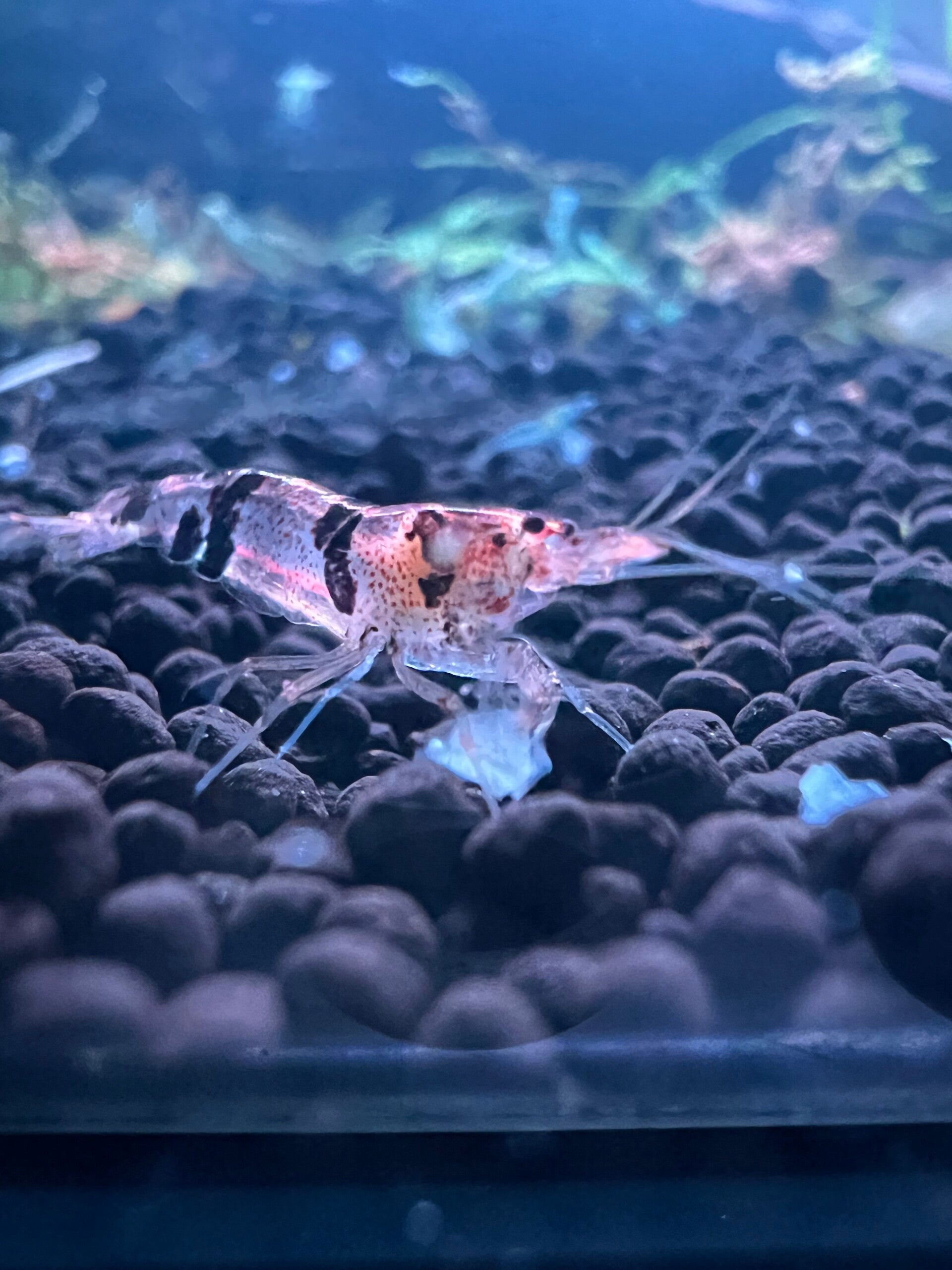 Raccoon Tiger Caridina