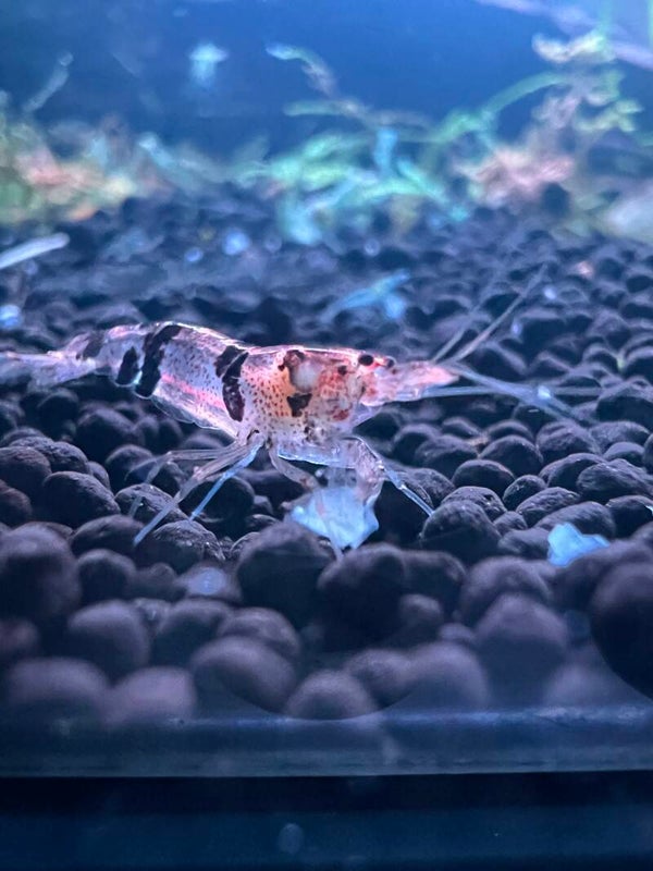 Raccoon Tiger Caridina