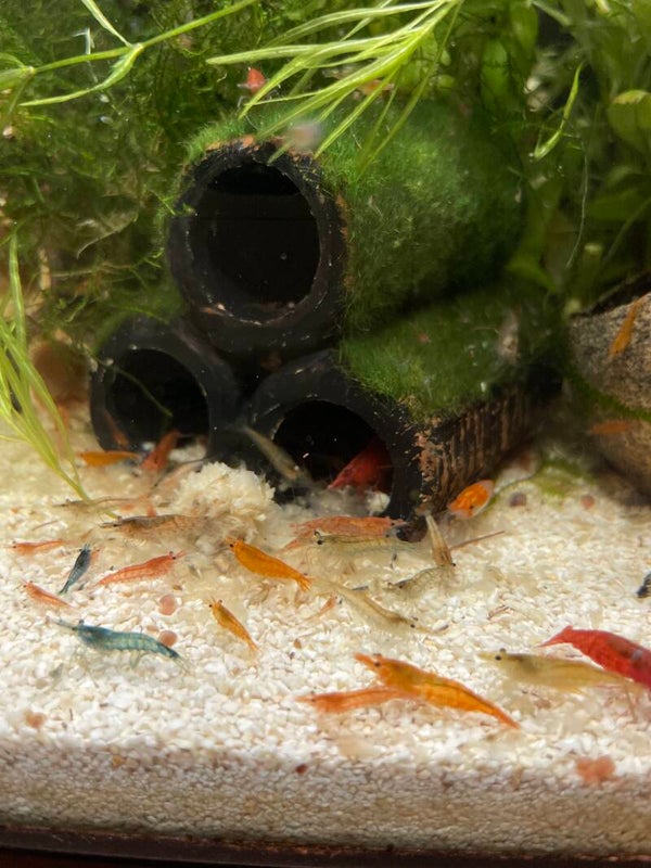 Culls/Low Grades/Wild Types