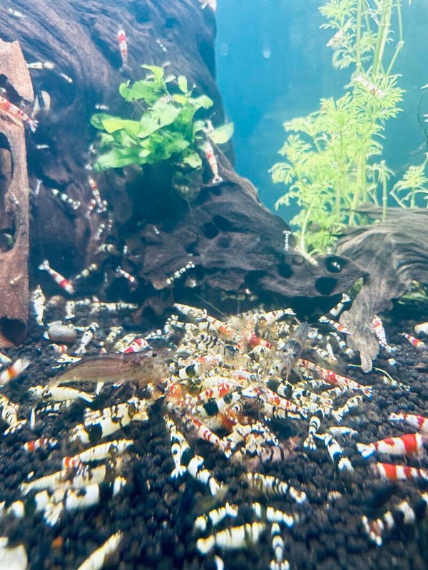 Mischlings/Caridina Culls Mix