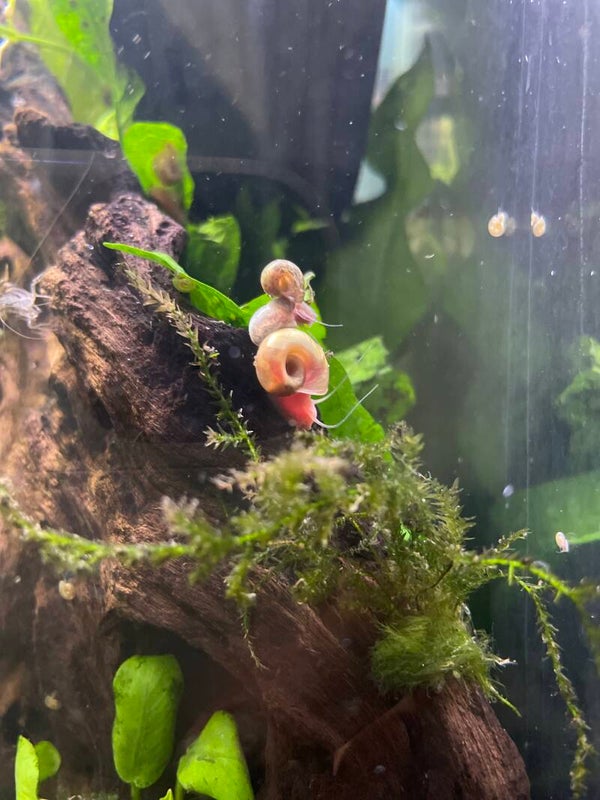 Pink Ramshorn Snails