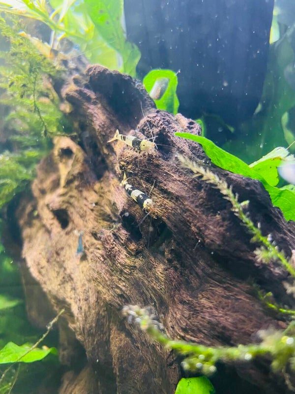 Crystal Black Caridina