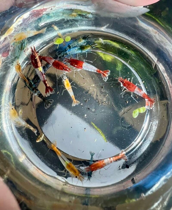 🦐✨ Today’s Picks – 15 Mixed Rili Assortment ✨🦐