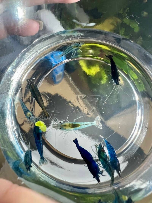 🦐💙 Shades of Blue – 10 Pack 💙🦐