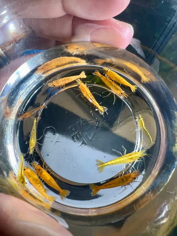 ☀️🦐 12 Pack – Sun-Kissed Mix 🦐☀️