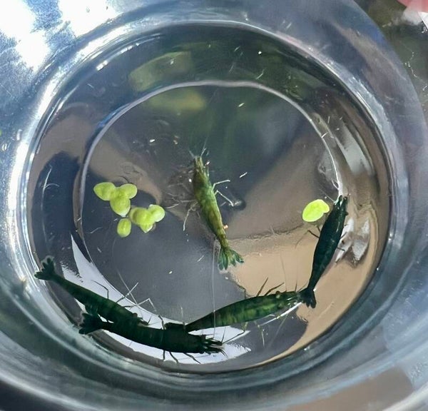 🦐 5 Jade Neocaridina Shrimp Assortment 🦐