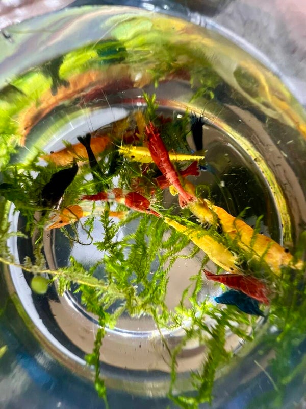 🌈🦐 ULTIMATE RAINBOW MIX — 24 SHRIMP 🦐🌈