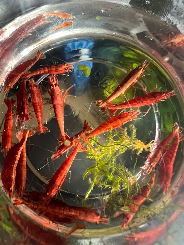 🔥 Classic Reds – Breeder Mix 20+🔥