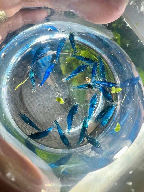 💙🦐BREEDER PACK 20x Blue Velvet Neocaridina Shrimp