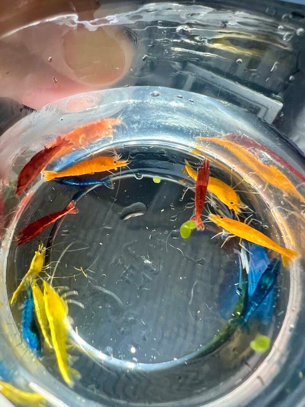🌈HIGH GRADE SKITTLES MIX 12x Mixed Colour Neocaridina Shrimp