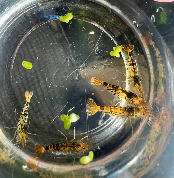 BREEDING GROUP -King of Stripes-(Yellow King Kong × Galaxy Tiger)