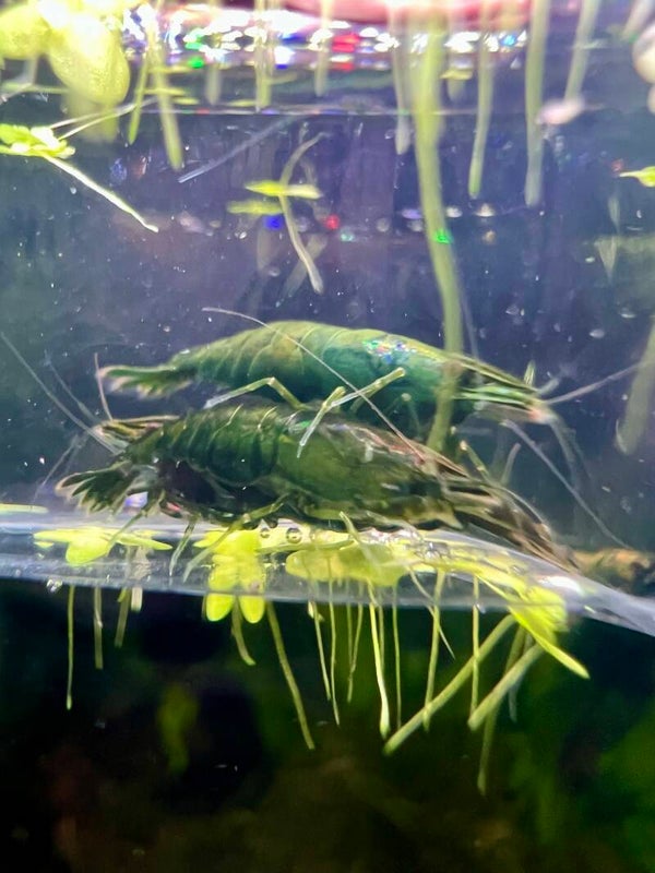 🦐 TODAY’S DEAL – STUNNING JADE SHRIMP 🦐